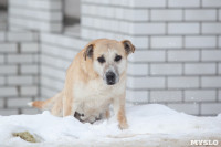 Отлов бездомных собак в Туле и области: «Континент+» рассказал об особенностях работы, Фото: 13