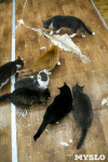 Кошки из адской квартиры, Фото: 32