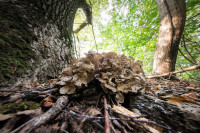 В Ясной Поляне засняли редкий краснокнижный гриб-баран, Фото: 8