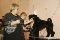В Туле прошла всероссийская выставка собак, Фото: 31
