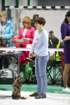 Выставка собак в Туле 14.04.19, Фото: 25