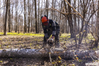 Кто и как решает, какие деревья нужно удалять в Центральном парке Тулы, Фото: 43