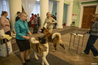 Выставка собак в Туле, Фото: 38
