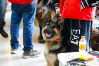 Выставка собак в Туле, Фото: 1