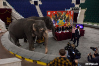 Тульский цирк анонсировал Шоу слонов, Фото: 1