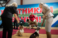 В Туле прошла выставка собак всех пород, Фото: 97