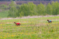 В Туле состоялись собачьи бега, Фото: 29