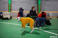Выставка собак в Туле, Фото: 14