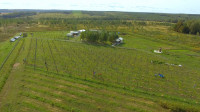 Виноград с южных склонов Дубны: как работает необычная семейная ферма в Тульской области, Фото: 15