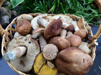Туляки открыли грибной сезон, Фото: 8