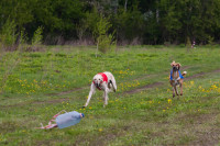 В Туле состоялись собачьи бега, Фото: 46