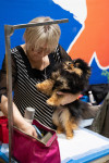 В Туле прошла выставка собак всех пород, Фото: 53