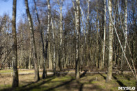 Кто и как решает, какие деревья нужно удалять в Центральном парке Тулы, Фото: 7