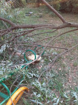 В Туле дерево упало на детскую площадку во дворе многоквартирного дома, Фото: 4