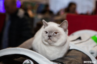 В Туле прошла выставка «Пряничные кошки» , Фото: 74