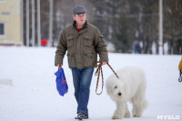 В Туле прошла Всероссийская выставка собак, Фото: 25