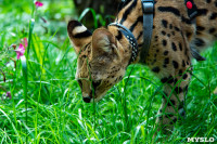Бэби-леопард дома: зачем туляки заводят диких сервалов	, Фото: 39