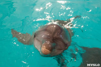 Дельфины, Фото: 3