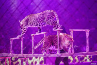 Шоу Гии Эрадзе «5 континентов» в Тульском цирке: феерия уже началась!, Фото: 74