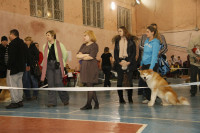 В Туле прошла всероссийская выставка собак, Фото: 36