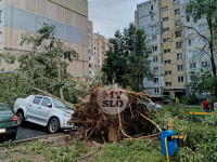 Поваленные деревья на ул. Пузакова, Фото: 10