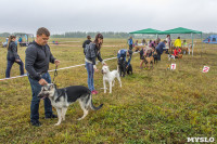 Международная выставка собак, Барсучок. 5.09.2015, Фото: 32