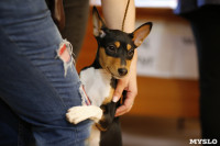 Выставка собак в Туле 29.02, Фото: 29