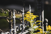 Всехсвятское кладбище, Фото: 19