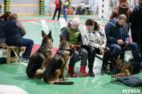 Выставка собак в Туле, Фото: 257