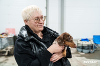 Сиба-ину, шпицы и алабаи: в Туле состоялась выставка собак, Фото: 13