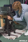 Выставка собак в Туле 26.01, Фото: 59