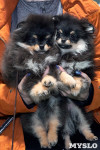 Выставка собак в Туле 26.01, Фото: 5