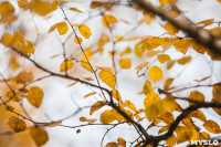Золотая осень в Ясной Поляне, Фото: 85