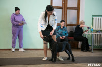 Выставка собак в Туле, Фото: 39