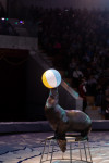 Успейте посмотреть шоу «Новогодние приключения домовенка Кузи» в Тульском цирке, Фото: 138