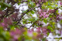 Майские цветы в Туле, Фото: 13
