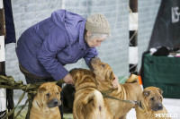Выставка собак в Туле 14.04.19, Фото: 27
