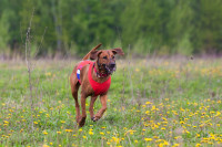 В Туле состоялись собачьи бега, Фото: 23