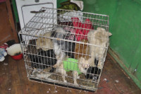 Похищенные собаки, Фото: 20