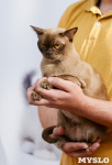 Выставка "Пряничные кошки" в ТРЦ "Макси", Фото: 101