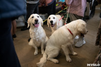 Выставка собак в Туле, Фото: 95