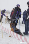 Гонки на собачьих упряжках «Большой тур» на Куликовом поле, Фото: 150