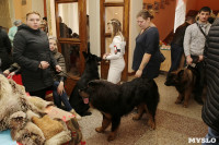 В Туле прошла Всероссийская выставка собак всех пород, Фото: 5