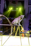 Цирк Инди Ра, Фото: 4