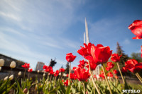 Тюльпаны в Туле, Фото: 33