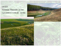 Таёжные леса и карстовые болота: какие уникальные экосистемы есть в Тульской области, Фото: 12