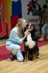 В Туле прошла выставка собак всех пород, Фото: 75