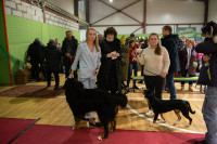 В Туле прошла выставка собак всех пород, Фото: 35