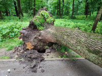 Упавшее дерево в Платоновском парке, Фото: 3