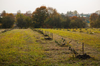 В Ясной Поляне посадили яблони, Фото: 19